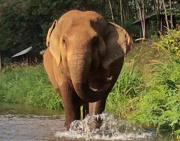 Sook Sai is walking in the river
