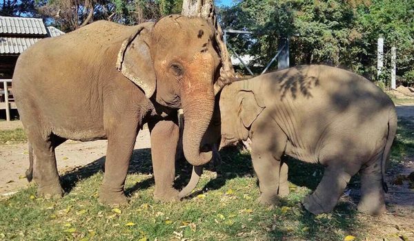Navann tried to invite Sook Sai to join his herd when she first arrived ENP
