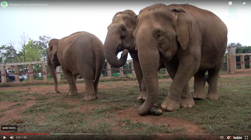 Elephant Highlands Pumpkin Problem