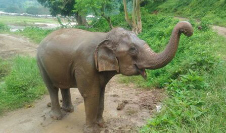 Kham Moon enjoy grazing young leaves