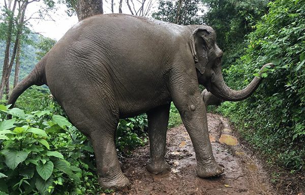 Kham Moon playing the mud while she walk into the forest