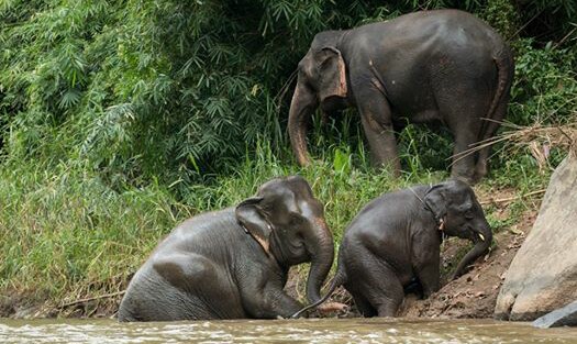 Kham Moon form the herd with baby lucky and Pookie