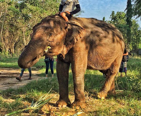 Sook Jai was in poor condition before she was rescued to Elephant Nature Park