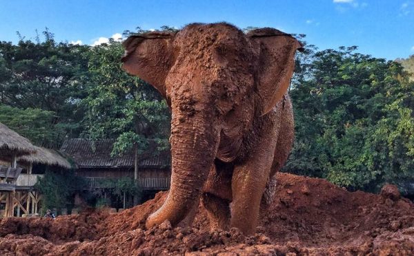 Sook Jai enjoy her mud bath