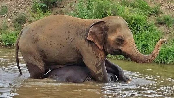 Elephants wrestling in the river, by Bua Kham and Navann
