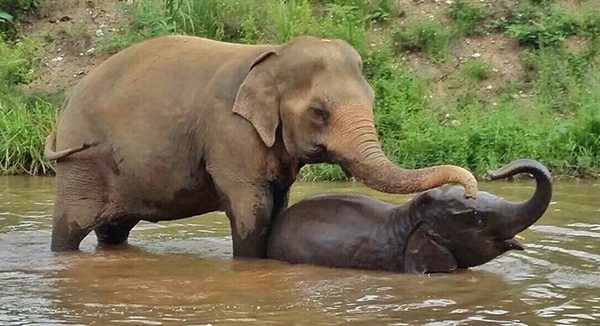 Bua Kham and Navann relaxing in the river