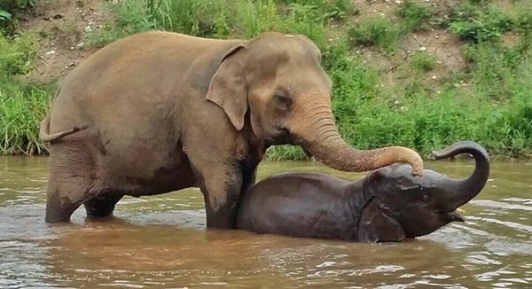 Bua Kham and Navann relaxing in the river 