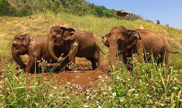 Kham Pang, Mae Pon and Nong Pop living peacefully at their new home