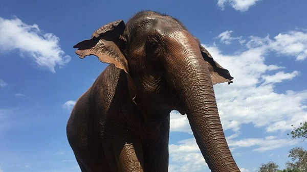 Kham Pang is a very tall female elephant