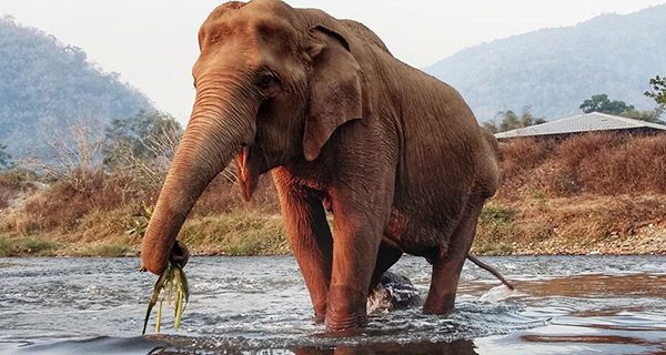 Medo enjoy the river bath before go back to her night shelter