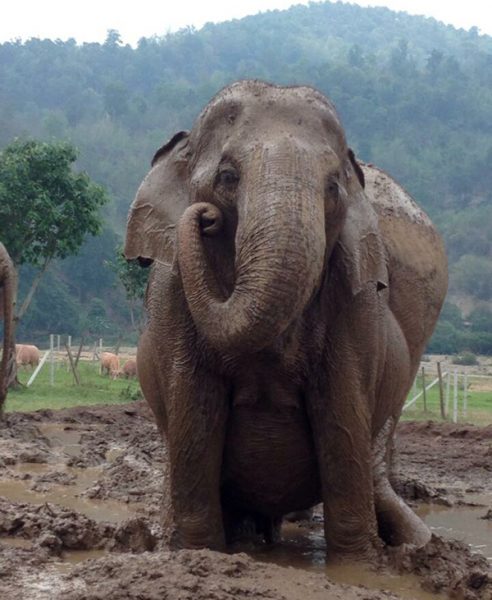 Medo enjoying the glorious mud bath