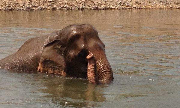 Medo is relaxing herself in the river