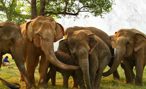 Mintra, when it was her second day at the park greeting by the herd.