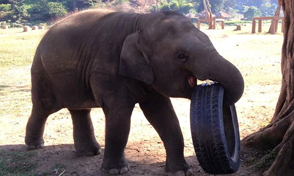 Looks like Yindee is laughing when he has his own tyre