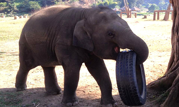 Looks like Yindee is laughing when he has his own tyre