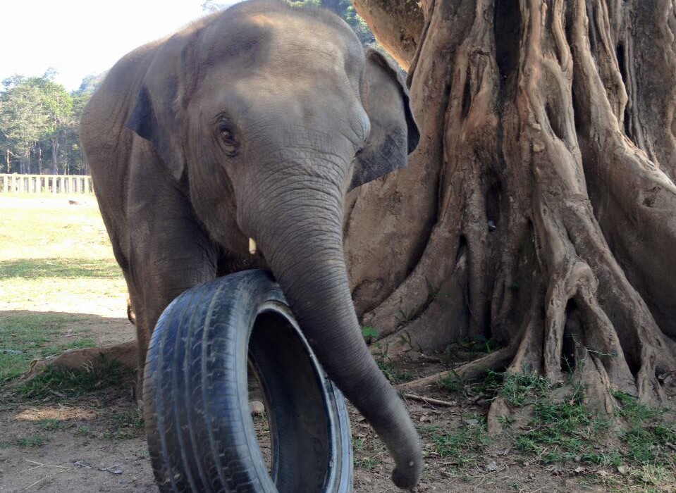 Yindee is playing with his tyre under the fig tree