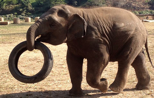 Yindee loves to run around the park while he is carrying a tyre