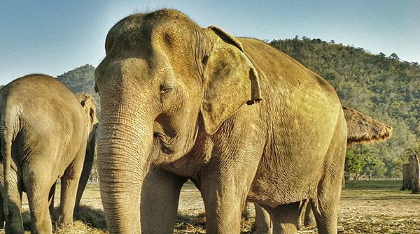 Bua Kham is one of the most healthy elephant at the park