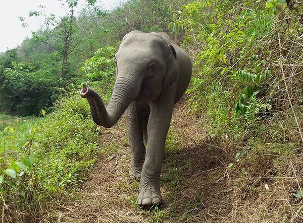 The elephant love the sense of freedom