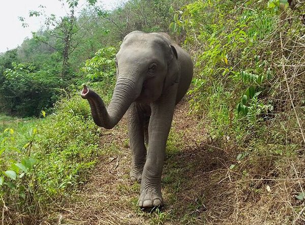 The elephant love the sense of freedom 