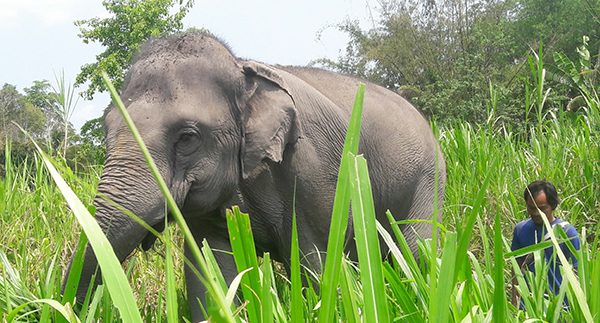 The beautiful elephant following by her mahout 