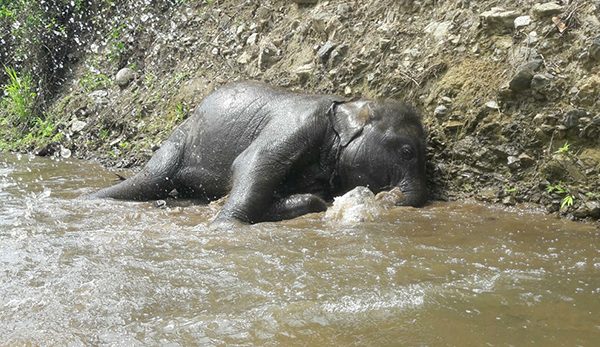 Baby elephant having so much fun rolling in the river
