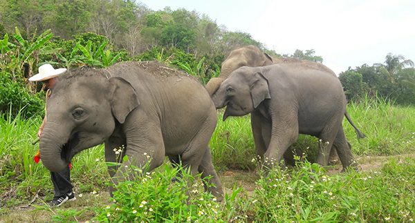 ENP guide and elephants are walking side by side 