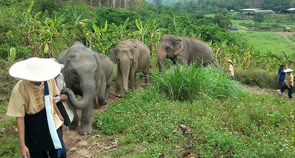 Elephants, their mahout and ENP staff enjoy walking together