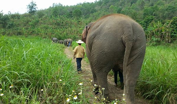 Elephants and ENP staff walking into the beautiful scenery 