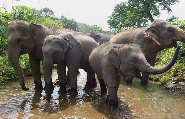 Elephant family is celebrating their new life