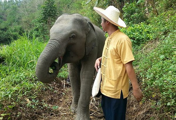 Baby elephant love a great walk
