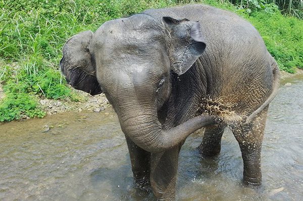 The baby elephant having a great moment in the river
