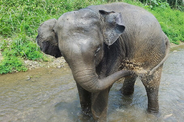 The baby elephant having a great moment in the river