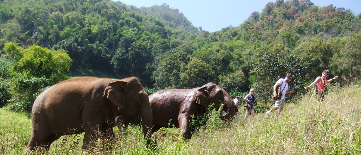 Elephant_Highlands