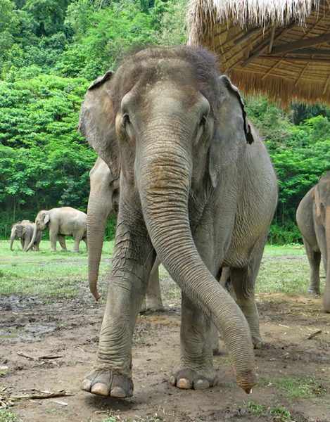 Tad Dao on her first arrived Elephant Nature Park on June 2015