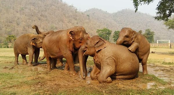 Happy herd having so much fun with mud bath at Elephant Nature Park 