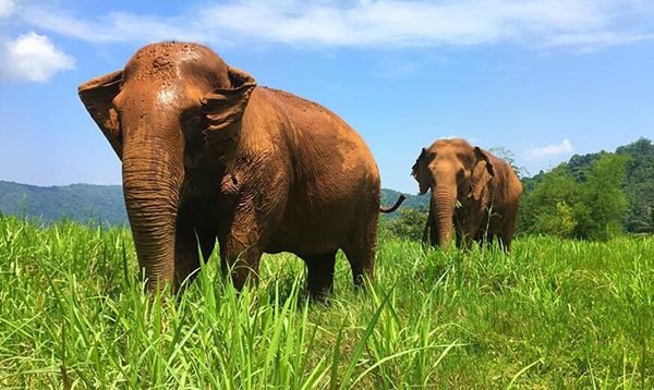 Two beautiful female elephants are foraging in the field