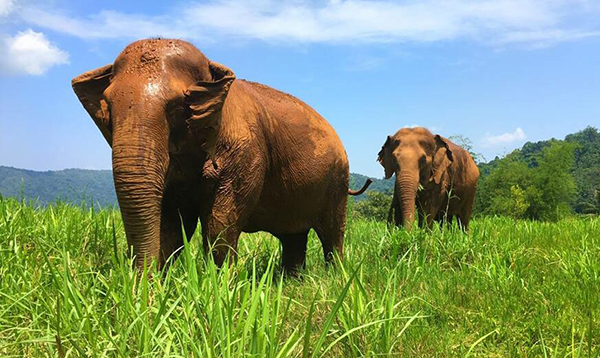 Two beautiful female elephants are foraging in the field