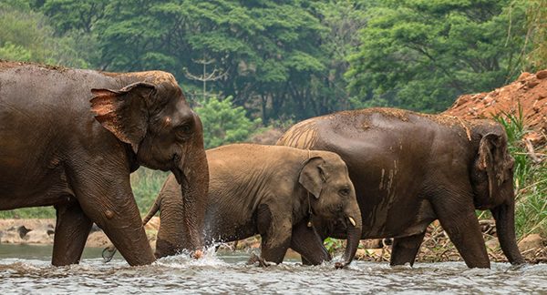 At Care for Elephants program, baby Lucky has formed the family with Kham Moon and Pookie