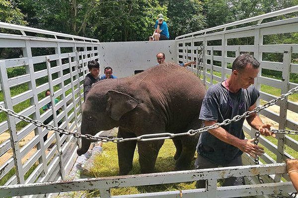 new arrival, Dok Geaw the elephant - Elephant Nature