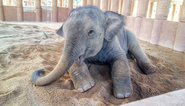 Dok Geaw stay in his shelter on the first day at Elephant Nature Park 