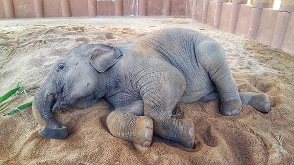 After, he explored his new shelter Dok Geaw fall asleep.