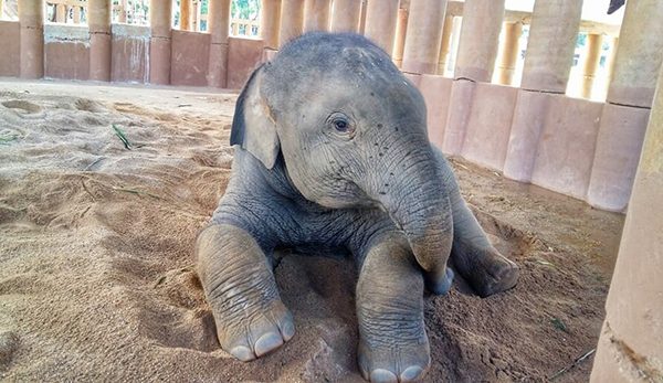 Dok Geaw lie down on his soft sand pile we provide for him at Elephant Nature Park