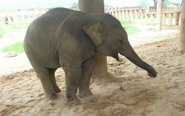 Dok Geaw play with sand in his shelter 