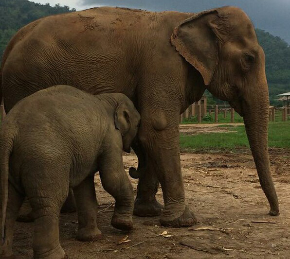 Dok Geaw try to get milk from Yai Bua