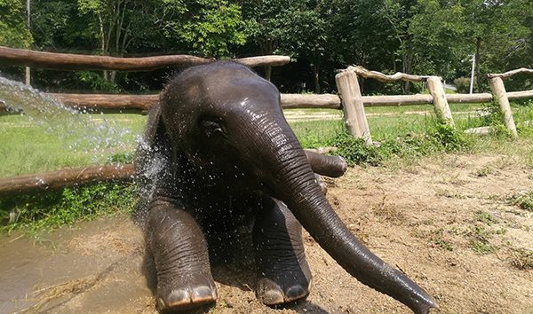 new arrival, Dok Geaw the elephant - Elephant Nature