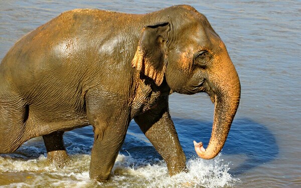 Tilly walking beautifully in the river at Elephant Nature Park