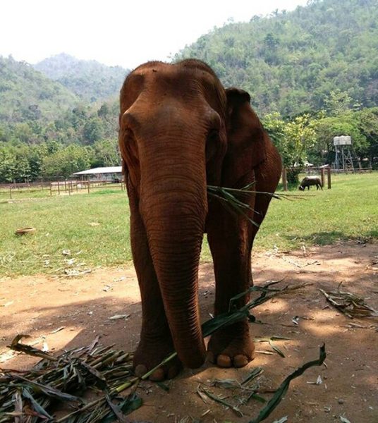 Tilly spend time in a hot afternoon enjoy eating some grass