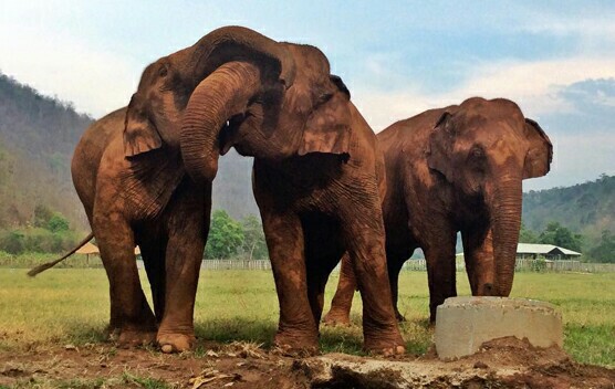 Tilly and her friends,Thaikoon and Khampuan