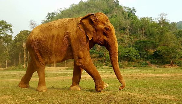 Yai Bua is our oldest female elephant